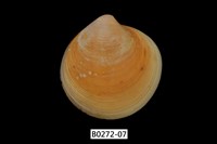 藏品(環文蛤(赤嘴仔))的圖片